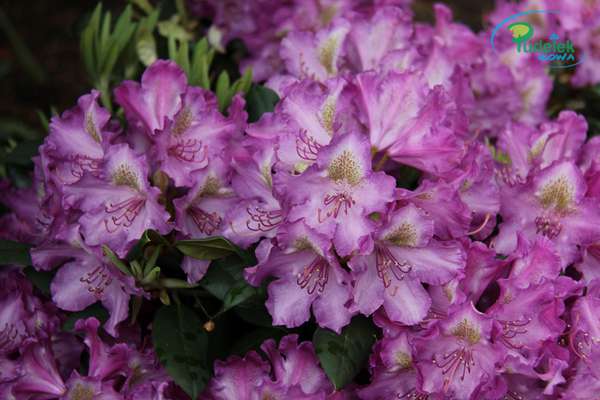 Rhododendron Bolkens Lupinenberg